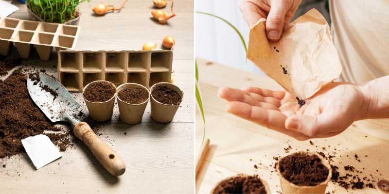 Comment semer l'Aconit