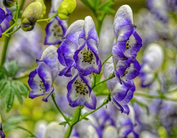 Comment multiplier l'Aconit ?