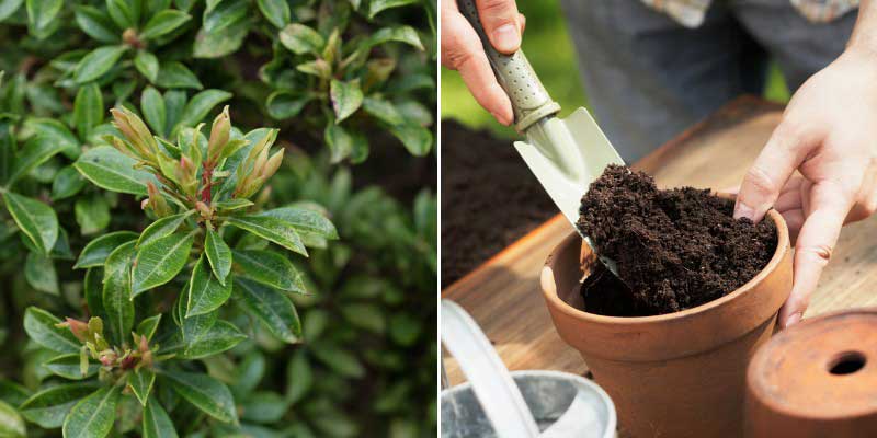 Comment bouturer l'Andromede du Japon