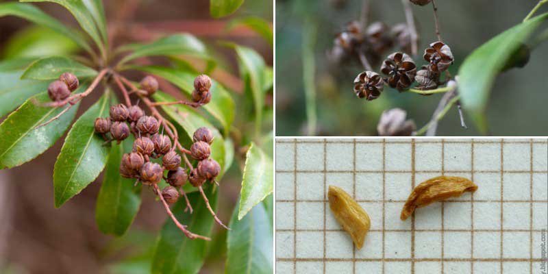 Graines d'Andromede du Japon