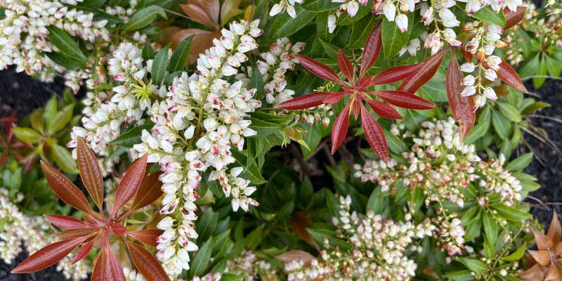 Fleurs et jeunes pousses d'Andromede du Japon