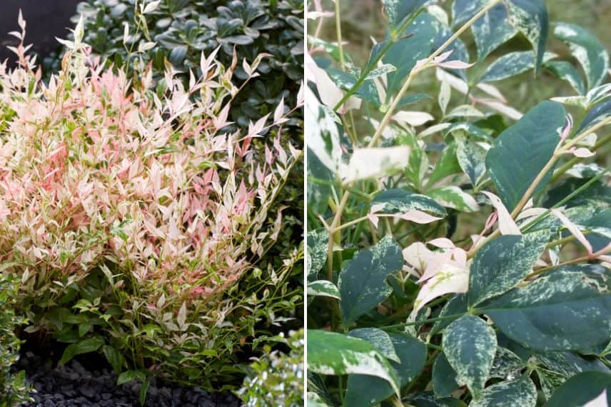 Le feuillage printanier rose et blanc crème du Nandina 'Twilight'
