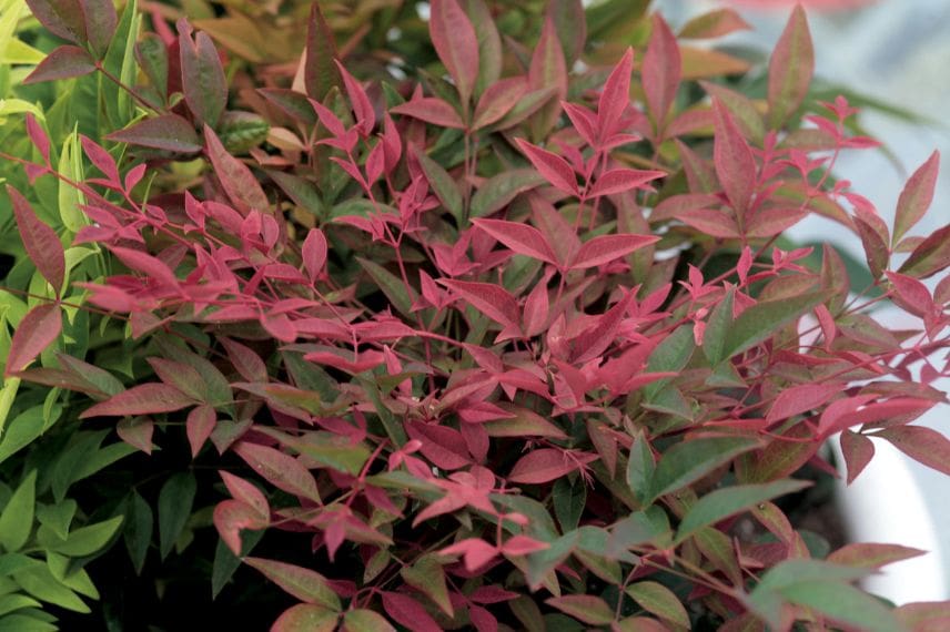 Le fauillage vert et rouge du Nandina domestica ‘Obsessed’