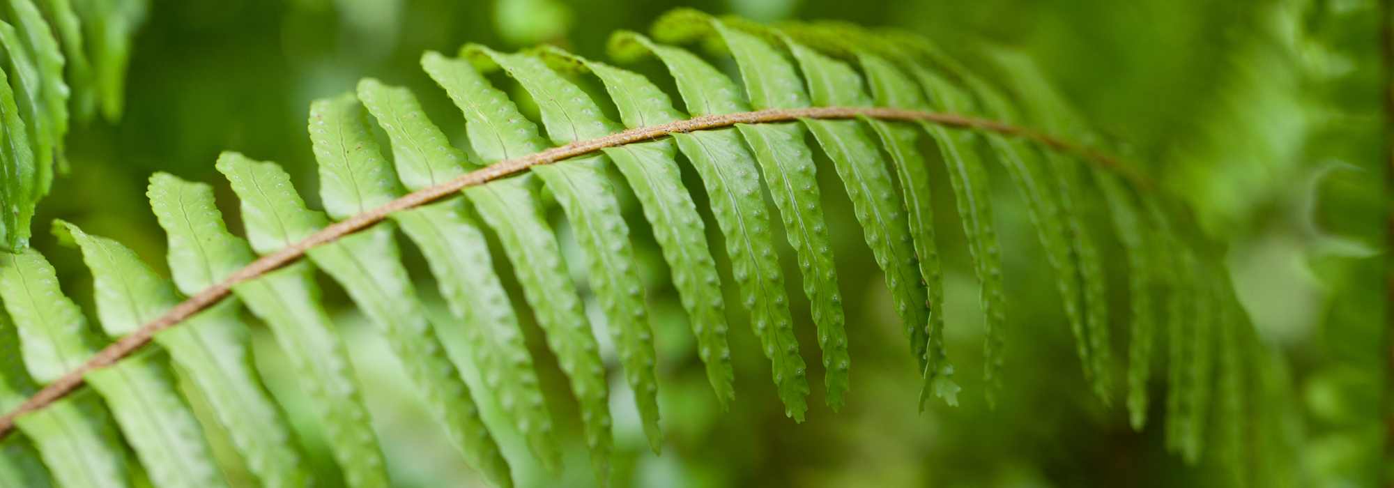 Fougère de Boston (Nephrolepis) : culture, entretien