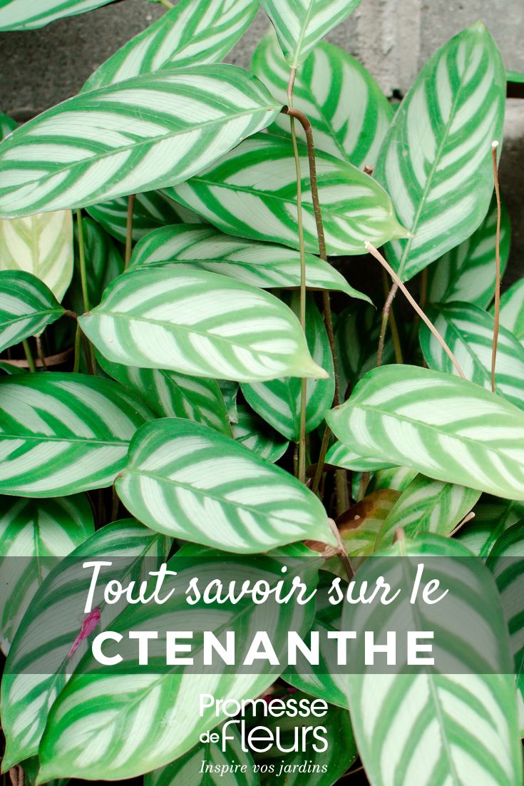 Exotic Ctenanthe Setosa