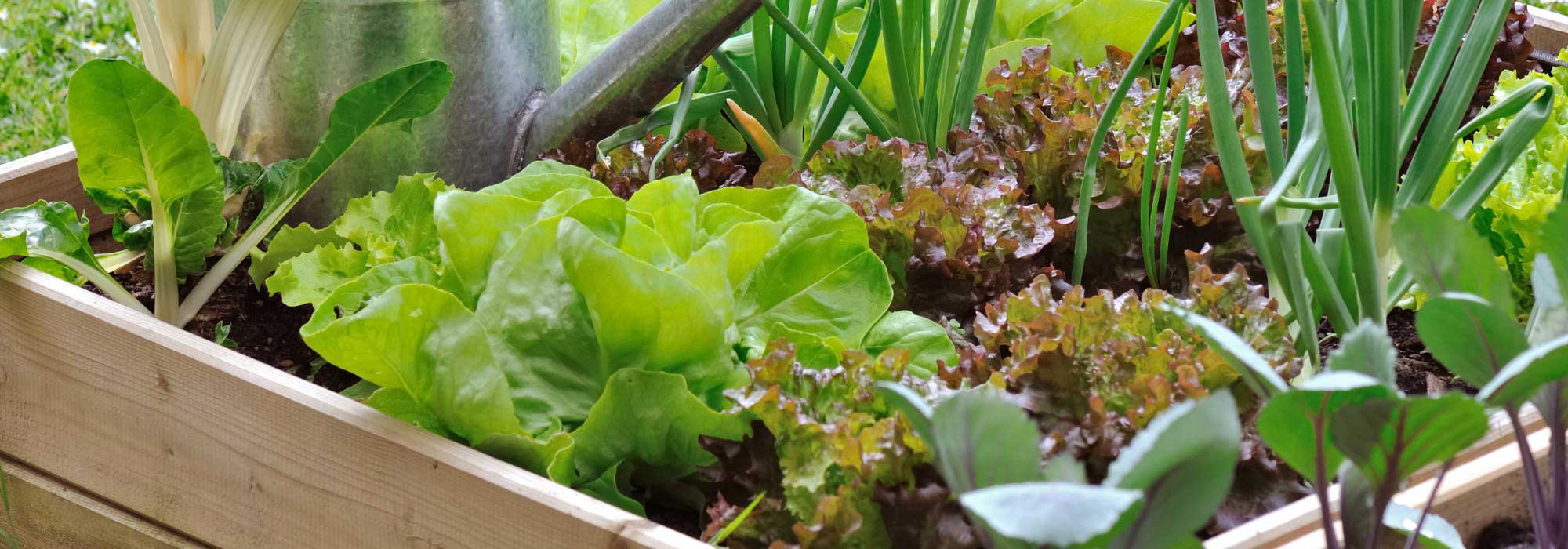 Potager débutant : 7 légumes ultra-faciles à cultiver