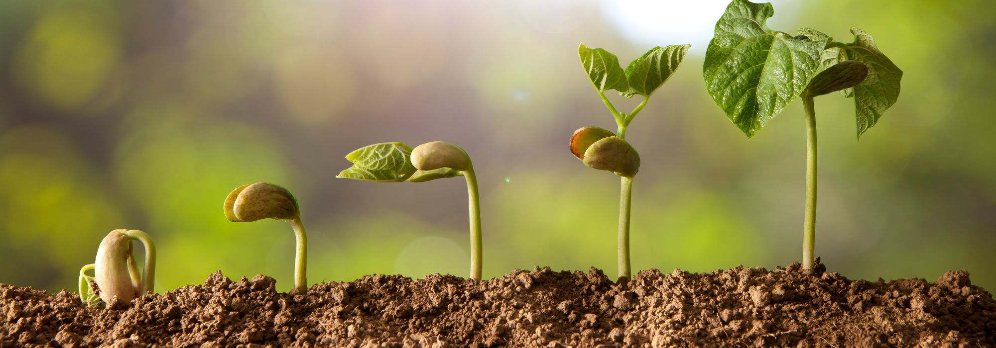 Jardinier débutant : 7 erreurs fréquentes à éviter