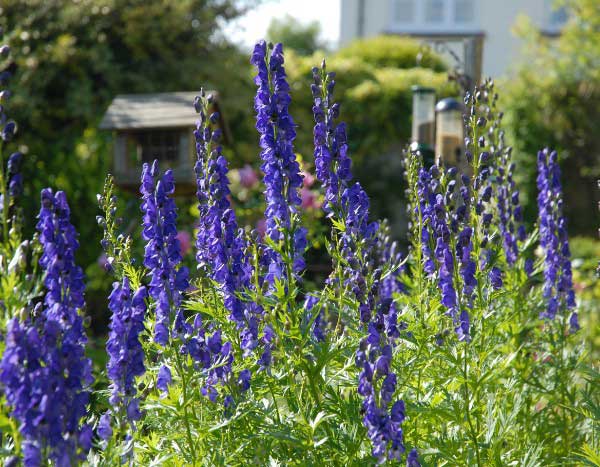 Comment tailler l'Aconit ?