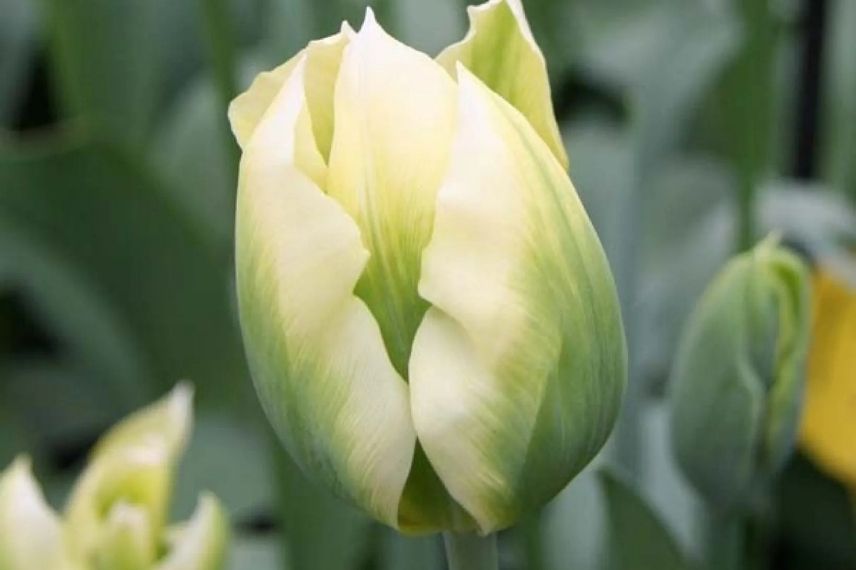 tulipe bicolore à fleurs vertes et crème