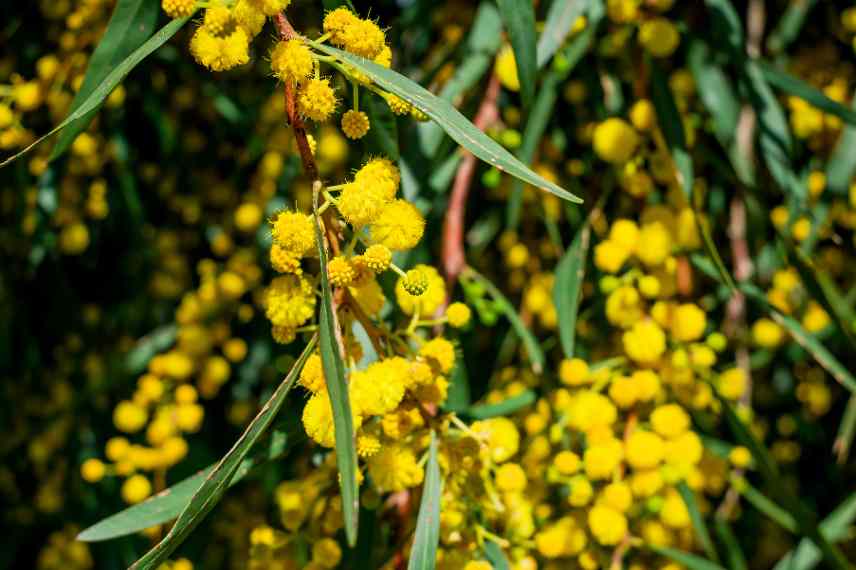 pourquoi acacia ne fleurit pas