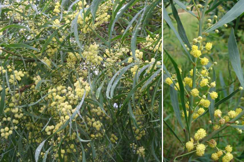 mimosa tres parfume
