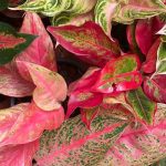 Aglaonema : maladies, parasites et problèmes courants