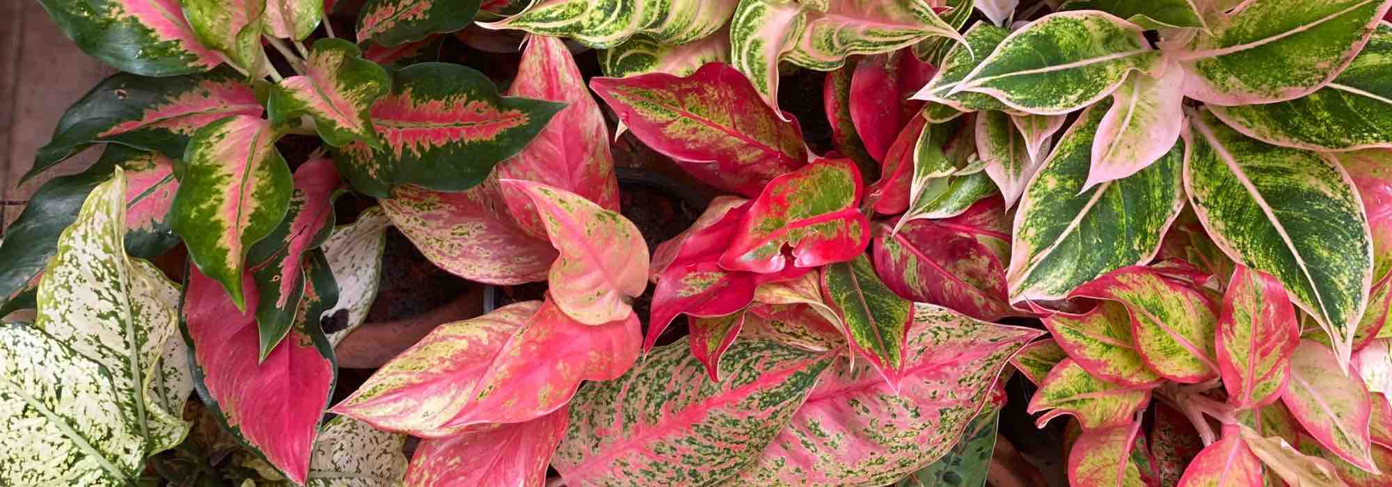 Aglaonema : maladies, parasites et problèmes courants