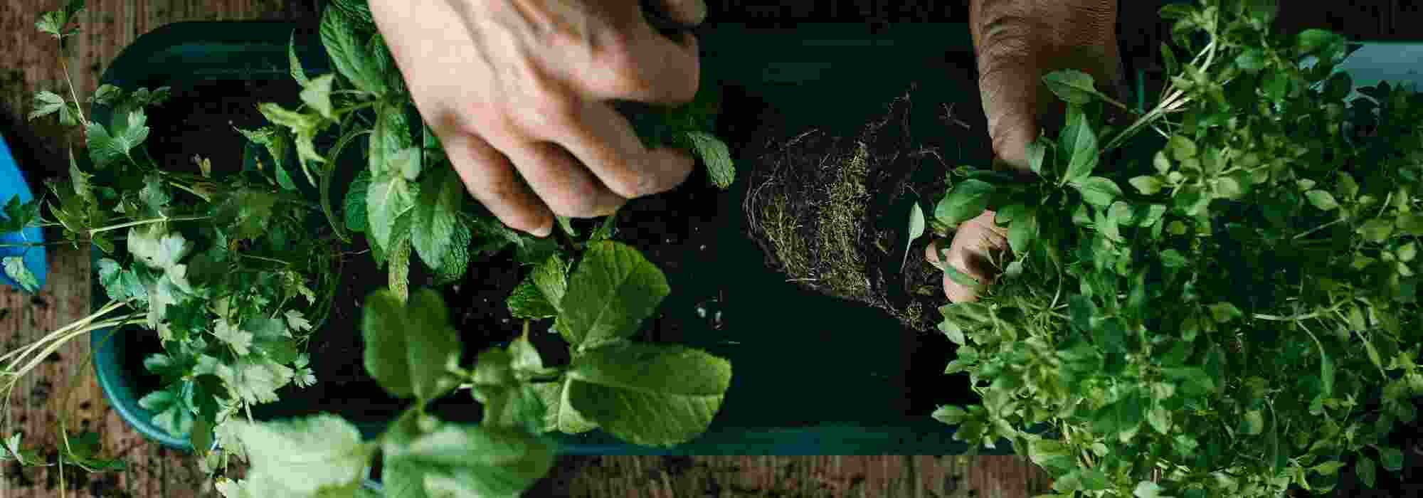 Les plantes aromatiques vivaces : des parfums et saveurs pour longtemps