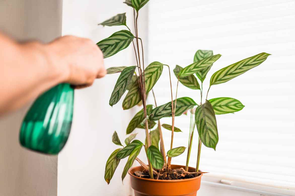 arrosage d un ctenanthe