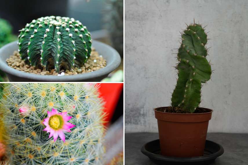 cactées adaptées à l'intérieur
