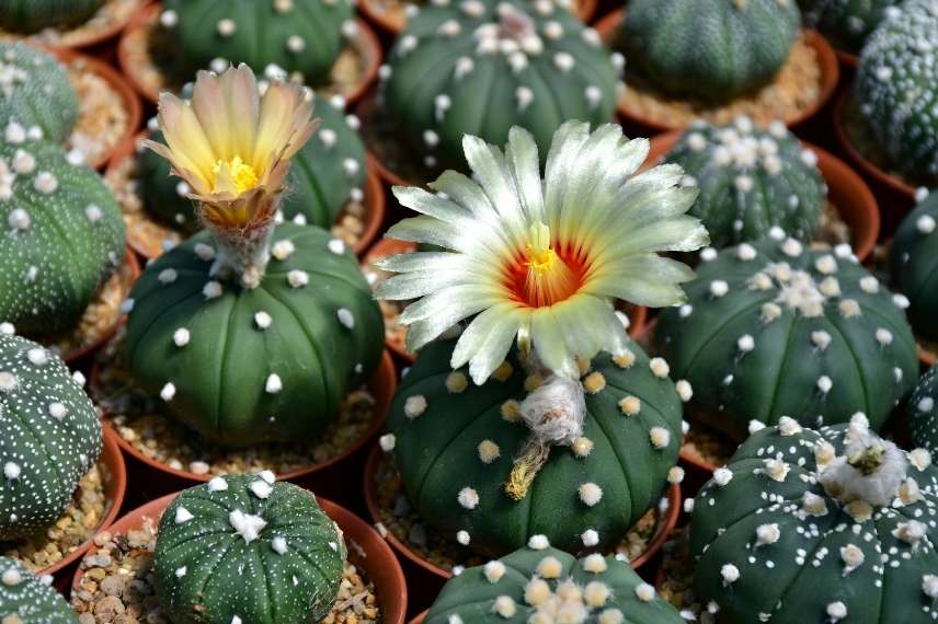 floraison de cactus : comment s'y prendre ?