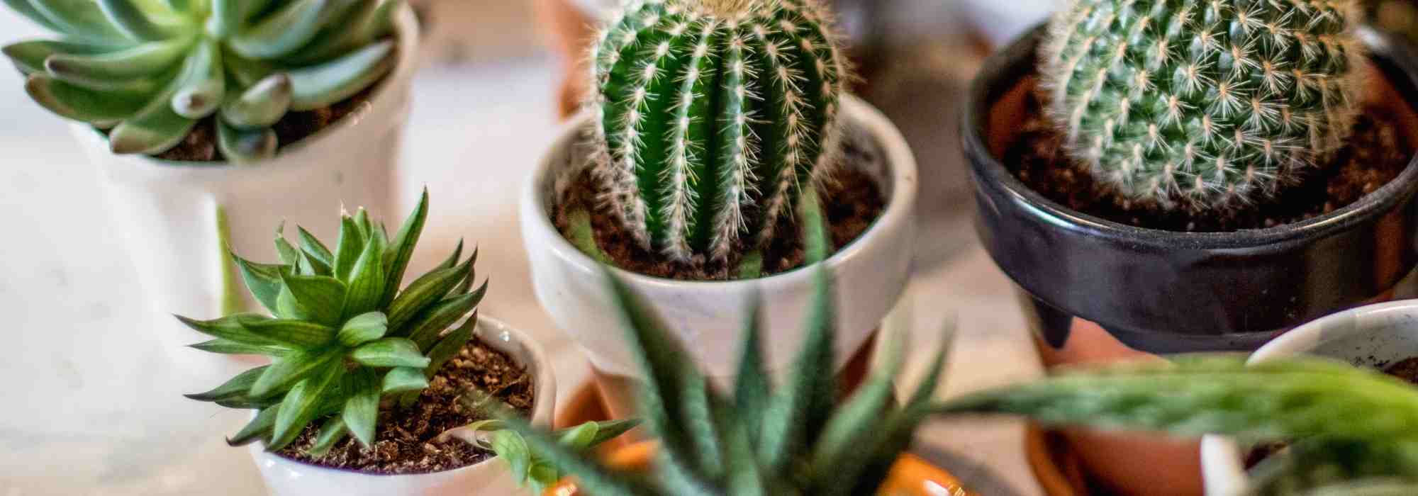 Culture des cactus en intérieur : lumière, substrat, arrosage… tout ce qu’il faut savoir !