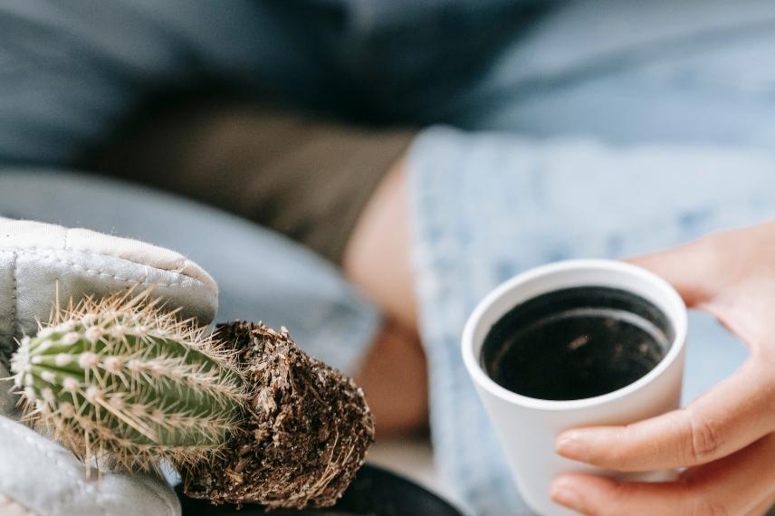 cactus d'intérieur rempotage