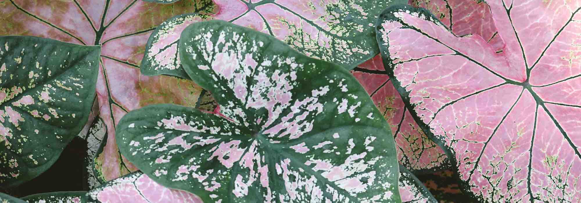Maladies et parasites du Caladium en intérieur : identifiez-les et protégez votre plante