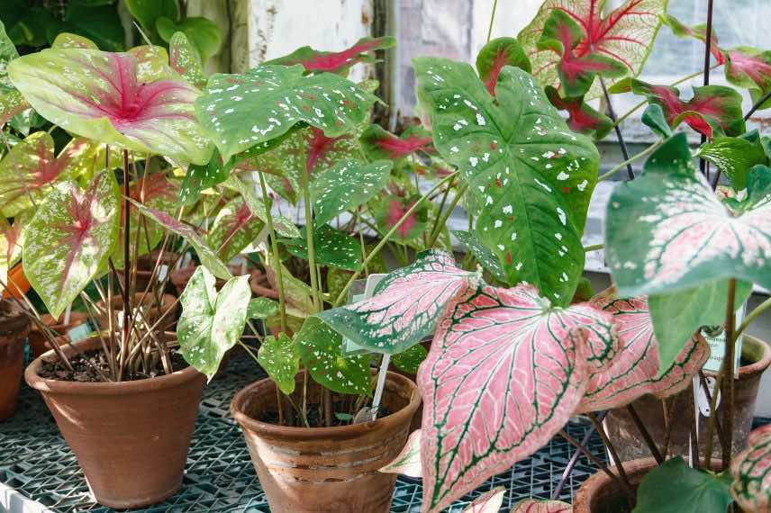 plusieurs caladiums en pot à l'extérieur