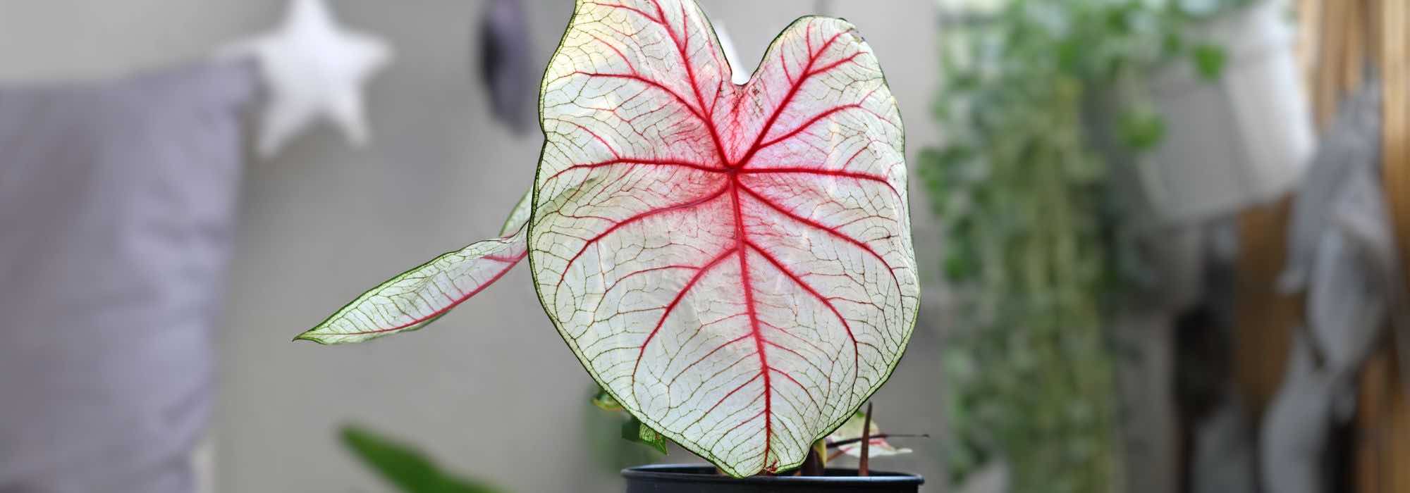 Caladium en intérieur : l'entretien au fil des saisons