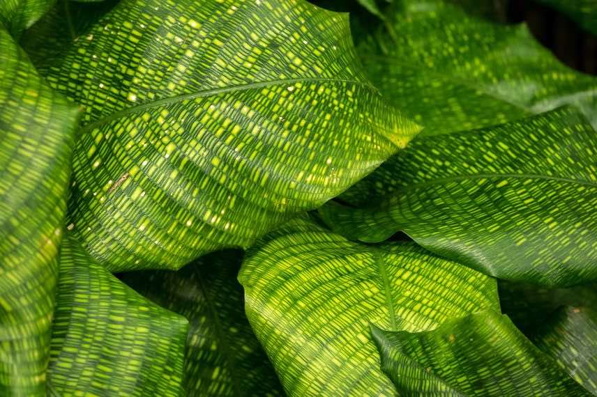 feuilles de Calathea Network