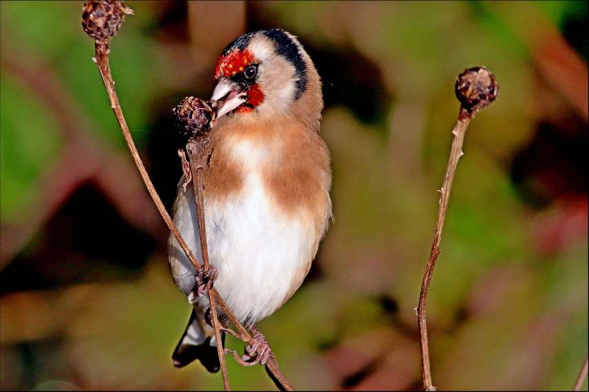 chardonneret élégant alimentation
