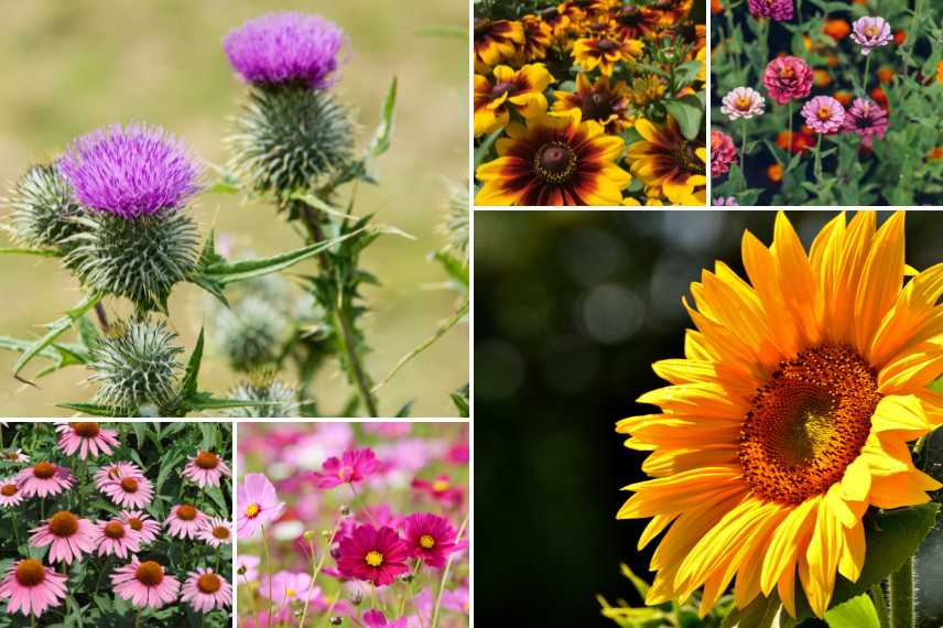 chardonneret fleurs du jardin
