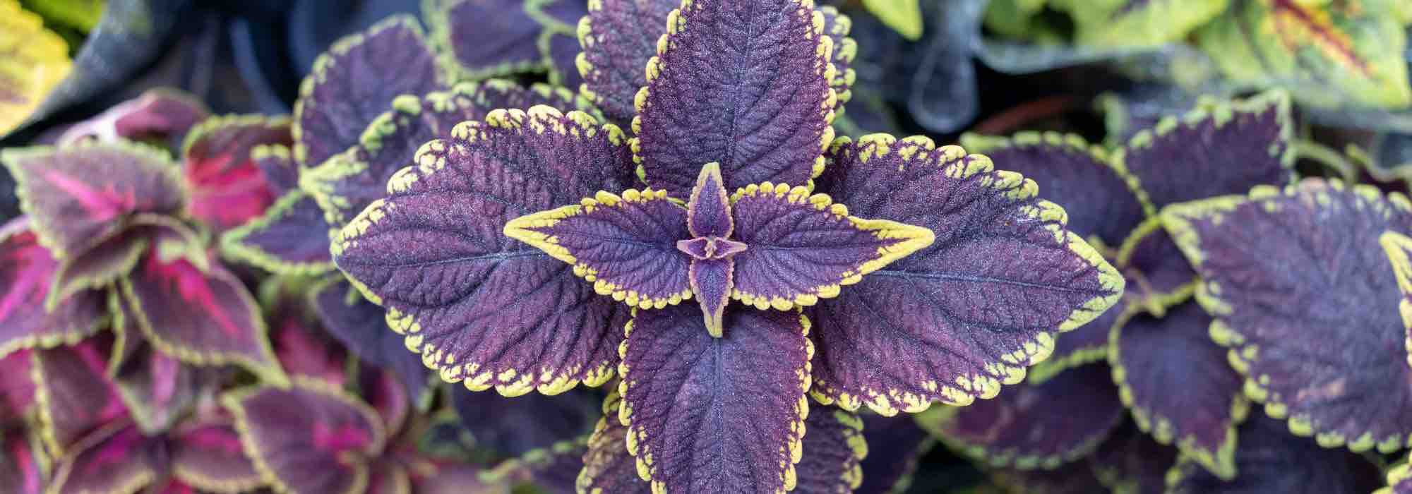 Coleus en intérieur : prévenir et soigner les maladies et parasites