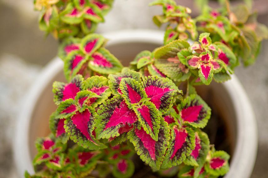 coleus ou coléus en pot à feuillage rose et vert
