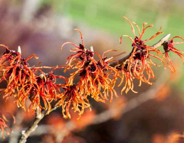 Comment bouturer l'hamamélis en 5 étapes ?