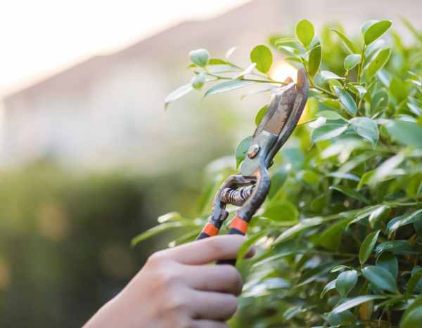 Jardinage débutant : comment tailler ses arbustes sans se tromper ?
