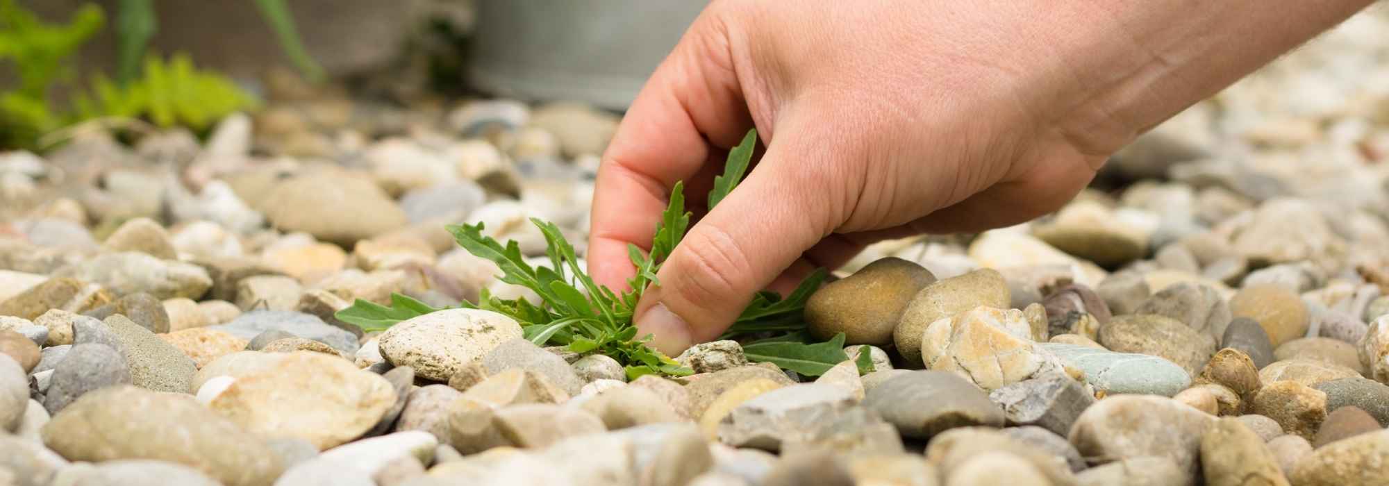 Désherber une terrasse, une cour ou une allée : nos conseils