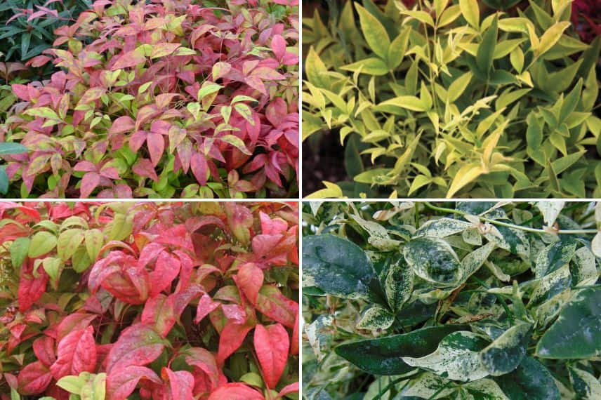 différents feuillages de nandina nain