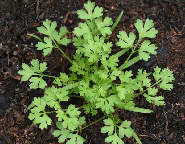 Comment semer le cerfeuil ?