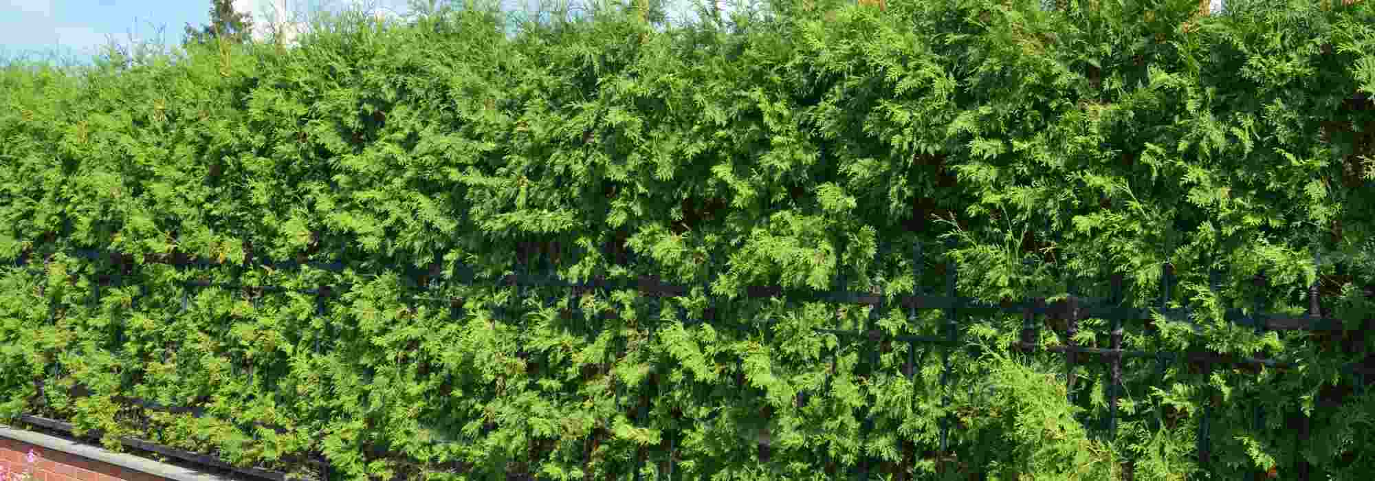 Comment accélérer naturellement la croissance d'une haie ?