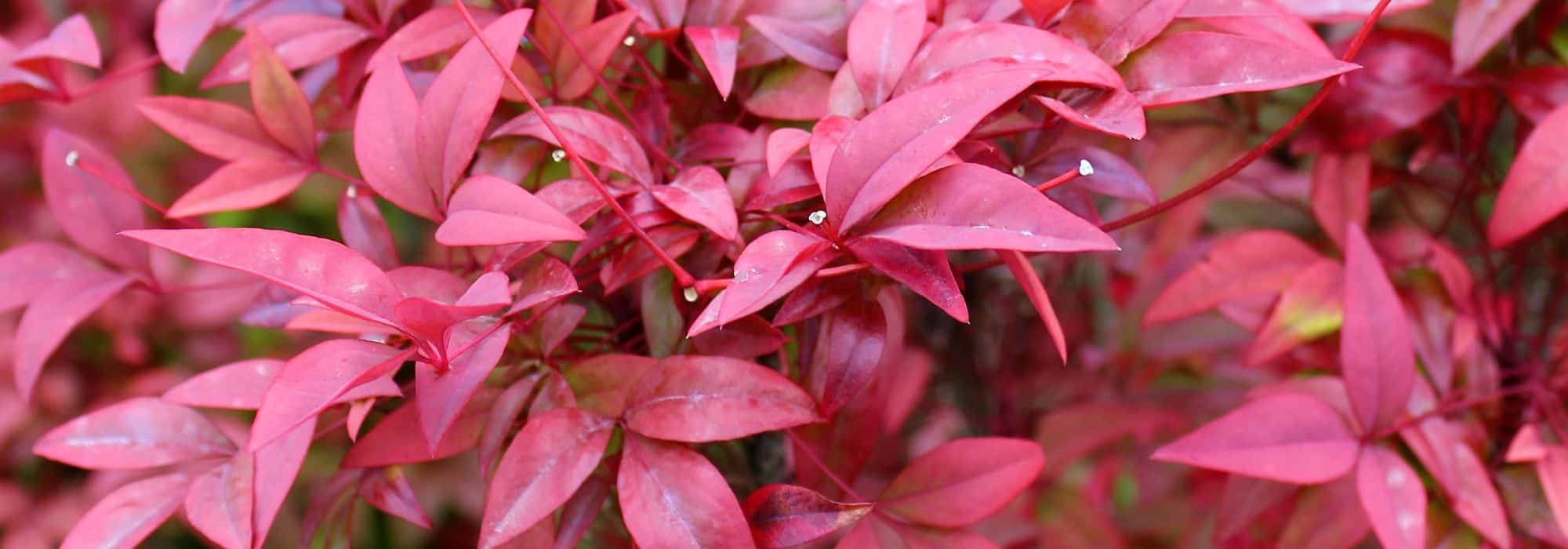 Cultiver un Nandina en pot : tous nos conseils