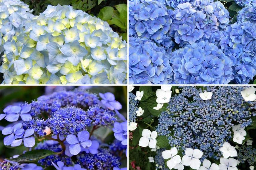 Variétés d'hortensias à fleurs bleues
