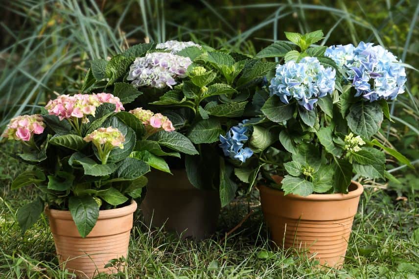 trois hortensia plantés en pot