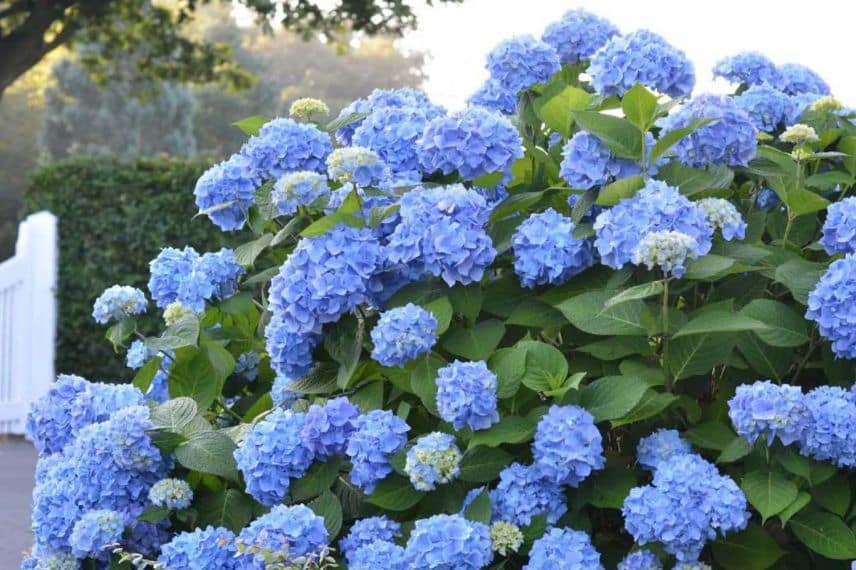 Hortensia à fleurs bleues