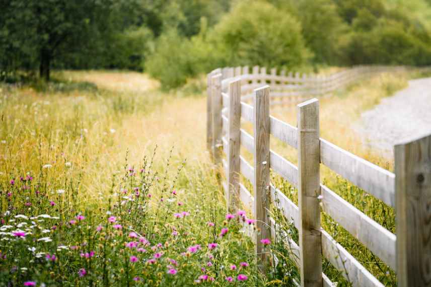 bois dans un jardin de campagne naturel sauvage