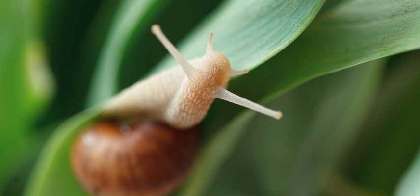 gasteropodes et tulipes