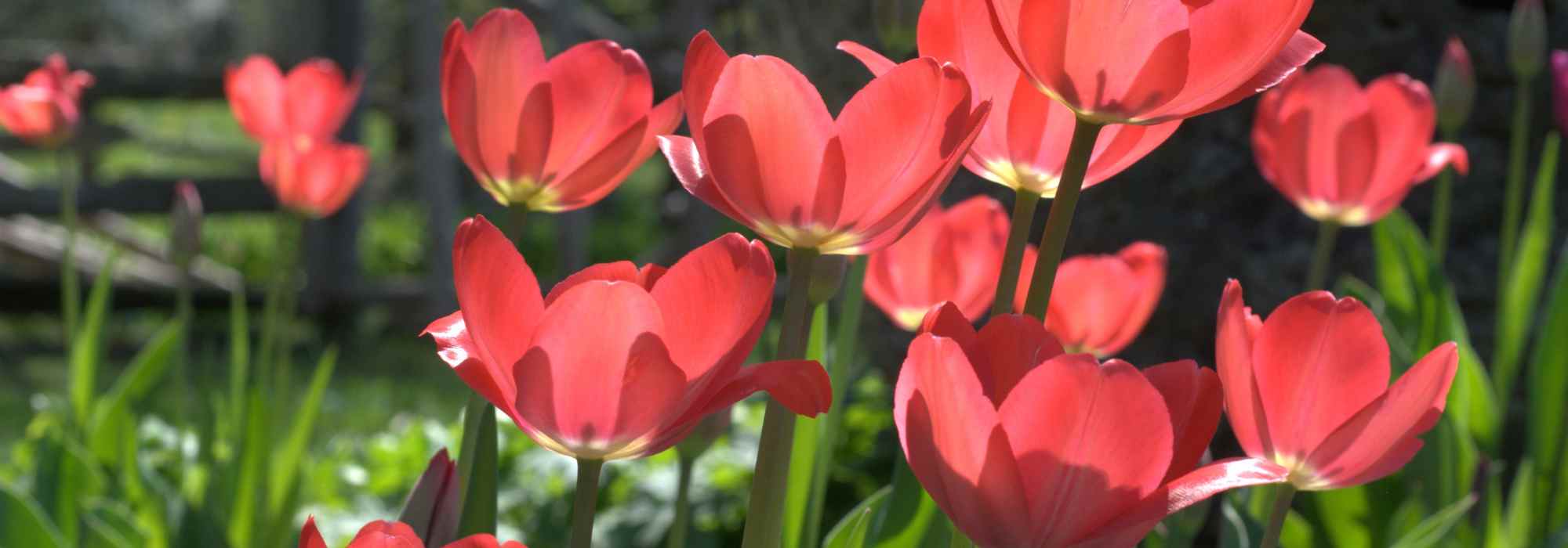 Les maladies et parasites des tulipes