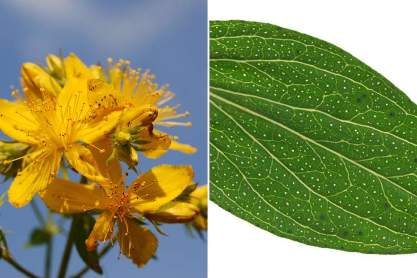 meillepertuis perforé vertus médicinales