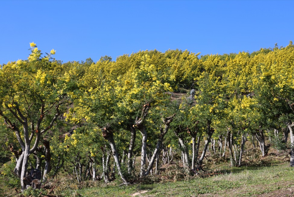 mimosa conditions de culture
