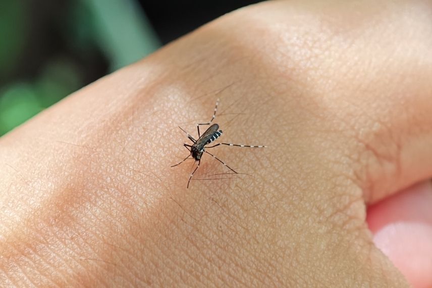 moustique tigre piqûres