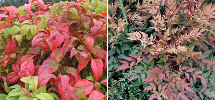 nandina 'fire power' et 'Gulf Stream'