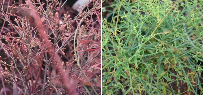 Des nandinas au feuillages fins