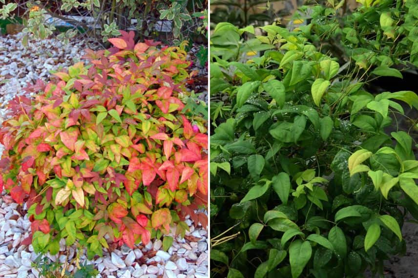 Le feuillage du Nandina domestica 'Fire Power' en automne et en été